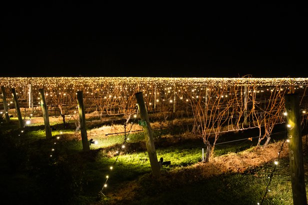 Lighting of the Vines