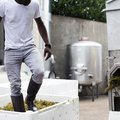 Harvest Grape Stomping