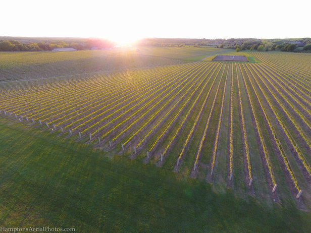 Sunset Over Vineyard