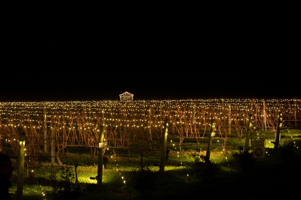 Lighting of the Vines