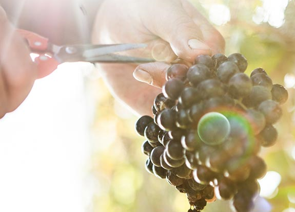 Harvest Picking